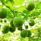 10 PCS Seeds Luo Han Guo Siraitia Grosvenorii Bonsai