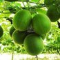 10 PCS Seeds Luo Han Guo Siraitia Grosvenorii Bonsai