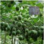 10 PCS Seeds Luo Han Guo Siraitia Grosvenorii Bonsai