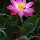 1 PCS Seeds Luoyang Peonies Lotus Pink Nelumbo Nucifera DIY