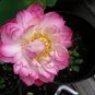 1 PCS Seeds Luoyang Peonies Lotus Pink Nelumbo Nucifera DIY