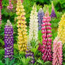 15 PCS Seeds Lupine Perennial Flowers 15 PCS Seeds Lupine Perennial Flowers