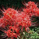 10 PCS Seeds Lycoris Species of Fresh Bulbs Garden Plants Potted 10 PCS Seeds Lycoris Species of Fresh Bulbs Garden Plants Potted