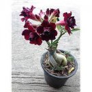 2 PCS Seeds Lyin eyes' Colorful Adenium Desert Rose 2 PCS Seeds Lyin eyes' Colorful Adenium Desert Rose