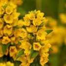 100 PCS Seeds Lysimachia Punctata Perennial 100 PCS Seeds Lysimachia Punctata Perennial