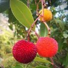 5 PCS Seeds Madrone Killarney Waxberry Tree Arbutus Unedo