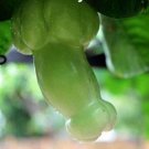 50 PCS Seeds Magic Pumpkin 50 PCS Seeds Magic Pumpkin