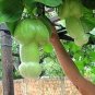 50 PCS Seeds Magic Pumpkin