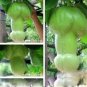 50 PCS Seeds Magic Pumpkin