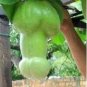 50 PCS Seeds Magic Pumpkin