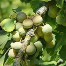 5 PCS Seeds Maidenhair Fossil Tree Gingko Biloba