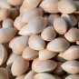 5 PCS Seeds Maidenhair Fossil Tree Gingko Biloba