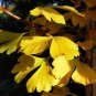 5 PCS Seeds Maidenhair Fossil Tree Gingko Biloba