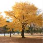 5 PCS Seeds Maidenhair Fossil Tree Gingko Biloba