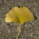20 PCS Seeds Maidenhair Ginkgo biloba Tree Seeds Japanese Bonsai Unique Ornamental