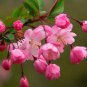 50 PCS Seeds Malus Halliana