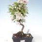 50 PCS Seeds Malus Halliana