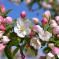 50 PCS Seeds Malus Halliana