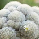 10 PCS Seeds Mammillaria Plumosa Feather Cactus