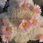 10 PCS Seeds Mammillaria Plumosa Feather Cactus