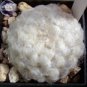 10 PCS Seeds Mammillaria Plumosa Feather Cactus