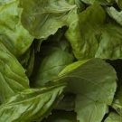 20 PCS Seeds Mammoth Basil 20 PCS Seeds Mammoth Basil