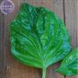 20 PCS Seeds Mammoth Basil