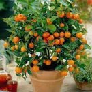 30 PCS Seeds Mandarin Orange Dwarf