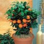 30 PCS Seeds Mandarin Orange Dwarf