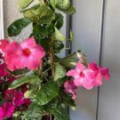 120 PCS Seeds Mandevilla potted balcony DIY home garden planting flowers Beautiful Flower 120 PCS Seeds Mandevilla potted balcony DIY home garden planting flowers Beautiful Flower