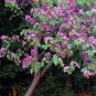 120 PCS Seeds Mandevilla potted balcony DIY home garden planting flowers Beautiful Flower