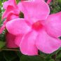 120 PCS Seeds Mandevilla potted balcony DIY home garden planting flowers Beautiful Flower