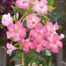 100 PCS Seeds Mandevilla Sanderi Plants Dipladenia sanderi Garden 100 PCS Seeds Mandevilla Sanderi Plants Dipladenia sanderi Garden