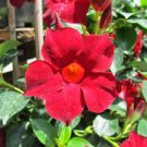 100 PCS Seeds Mandevilla Sanderi Seeds Red Flowers 100 PCS Seeds Mandevilla Sanderi Seeds Red Flowers