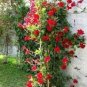 100 PCS Seeds Mandevilla Sanderi Seeds Red Flowers