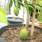 20 PCS Seeds Mango-like Yellow Middle Bonsai Fruits 20 PCS Seeds Mango-like Yellow Middle Bonsai Fruits