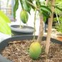 20 PCS Seeds Mango-like Yellow Middle Bonsai Fruits