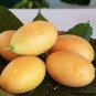 20 PCS Seeds Mango-like Yellow Middle Bonsai Fruits
