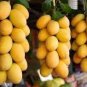 20 PCS Seeds Mango-like Yellow Middle Bonsai Fruits