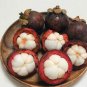 50 PCS Seeds Mangosteen Tropical Sour Sweet Fruit Garden Plants Tree Bonsai