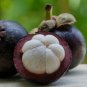 50 PCS Seeds Mangosteen Tropical Sour Sweet Fruit Garden Plants Tree Bonsai