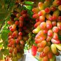 15 PCS Seeds Manicure Finger Grape Organic