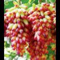 15 PCS Seeds Manicure Finger Grape Organic