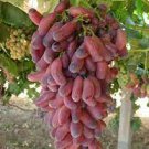 100 PCS Seeds Manicure Finger Grape Seed Garden Plant Seedling 100 PCS Seeds Manicure Finger Grape Seed Garden Plant Seedling