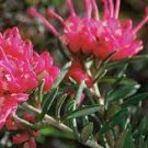 200 PCS Seeds manjusaka mandarava Beautiful Flower Planting
