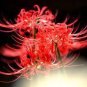 200 PCS Seeds manjusaka mandarava Beautiful Flower Planting