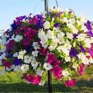 200 PCS Seeds Many Color Hanging Petunia Bonsai 200 PCS Seeds Many Color Hanging Petunia Bonsai