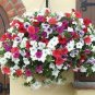 200 PCS Seeds Many Color Hanging Petunia Bonsai