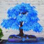 20 PCS Seeds Maple Tree Palatum Bonsai