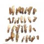 20 PCS Seeds Maple Tree Palatum Bonsai